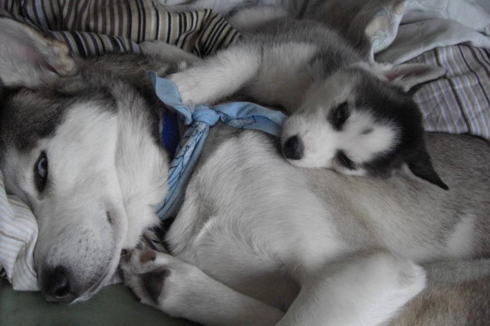 Tata, daj, mazi me malo...