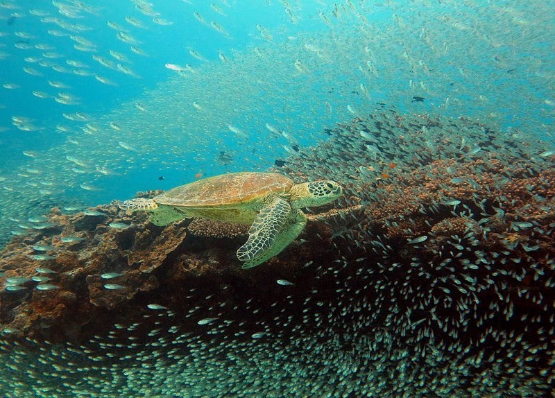 Kornjača u koraljnom carstvu