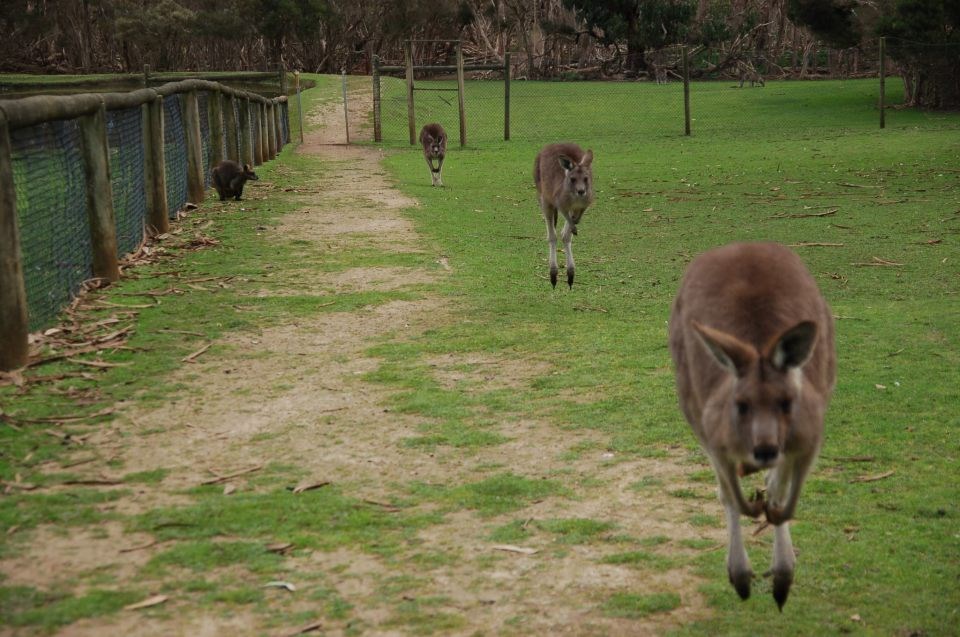 Klokani u utrci na 500 metara