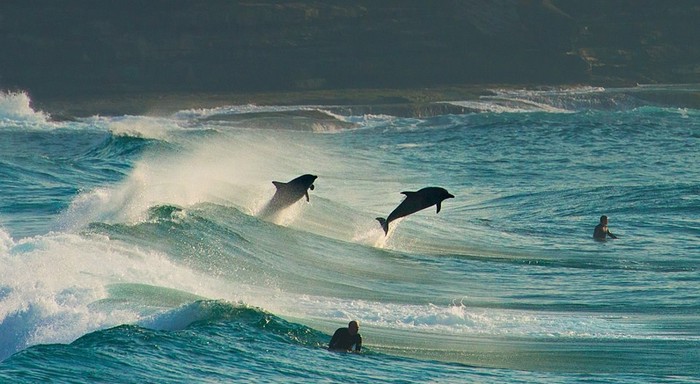 Dupini u suton došli hvatati valove sa surferima
