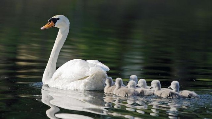 Mama labudica i labudići mali na treningu plivanja