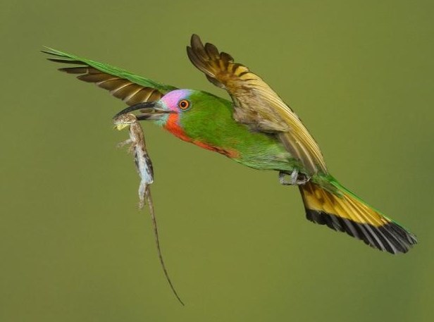 Ptičica uhvatila večeru