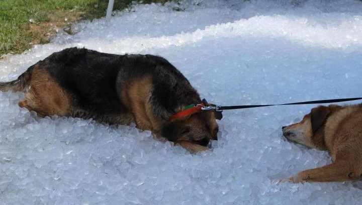 Dva psa pronašla idealno osvježenje od paklenih vrućina