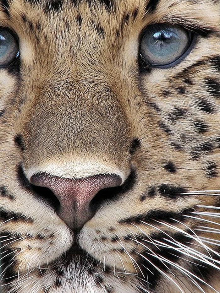 Plavooki zavodnik iz divljine - leopard