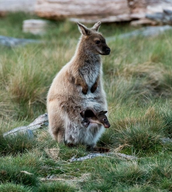 Mama, smijem hopsnuti van? Smijem? A?