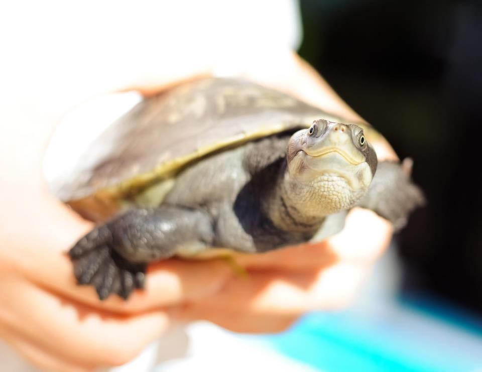 Kornjača razvukla osmijeh, baš joj je dobar dan