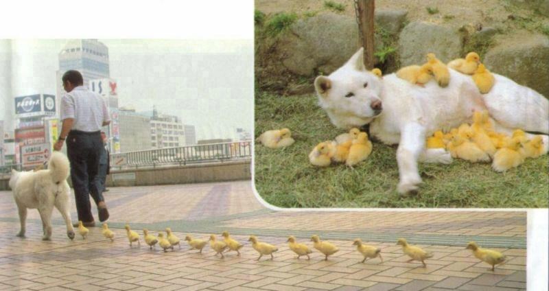 Pas usvojio četu pačića