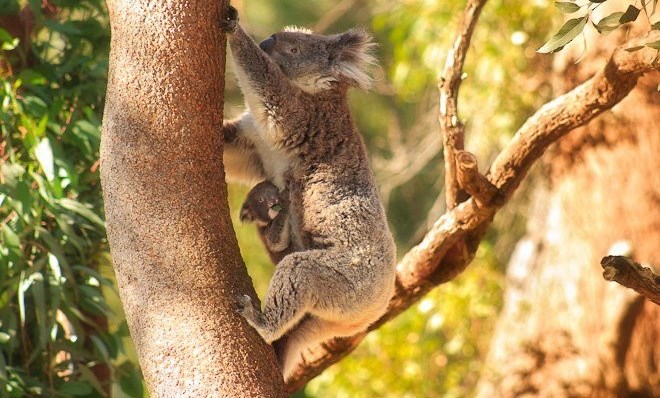 Mala koalica čvrsto se drži za mamu