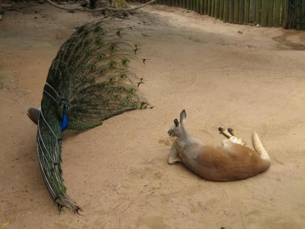 Alo, paun, kaj se šepuriš, čilaj i ti malo!