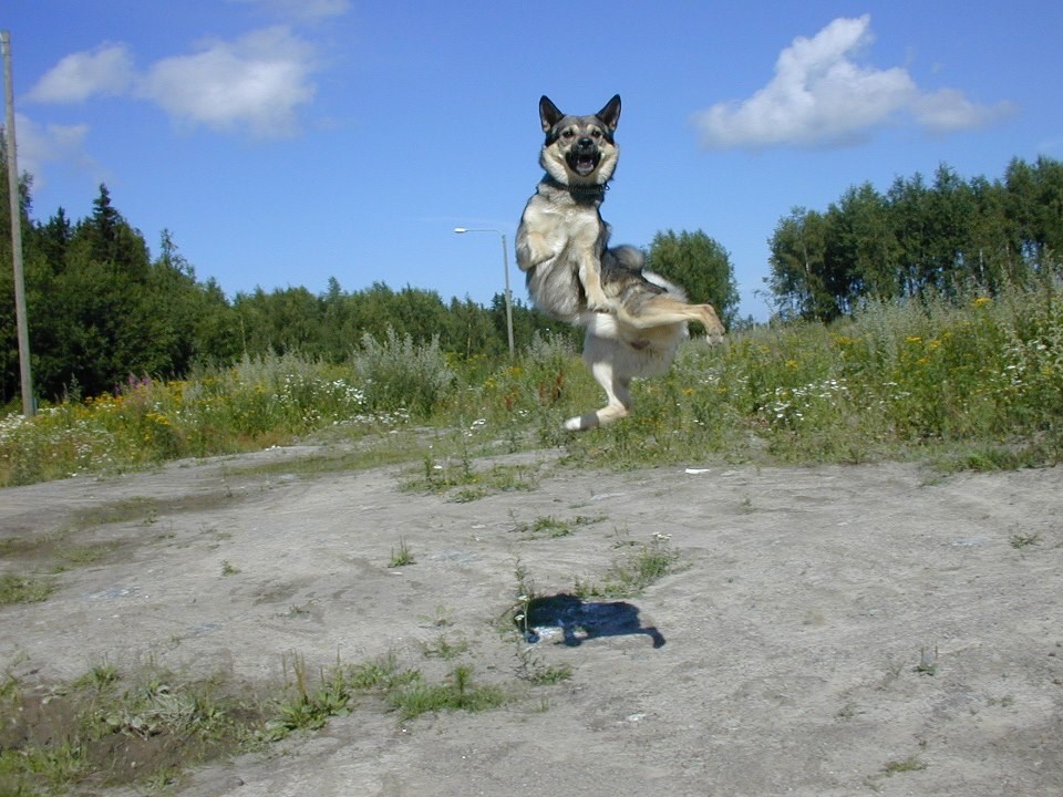 Najsretniji pas na svijetu
