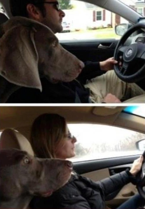 Pas prestravljen: Majko mila, tko je njoj dao da vozi!?