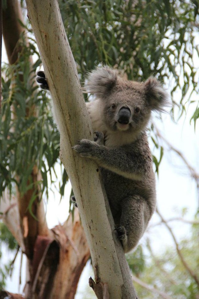 Preslatka koala
