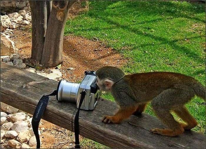 Danas svaki majmun misli da može biti fotograf