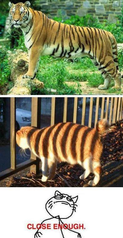 Žuti macan sanjari o tigrovskom životu