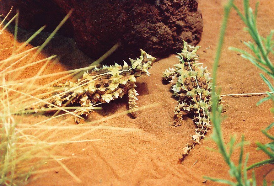 Kamuflaža razina "stručnjaci i pol": "Kaktus" gušteri