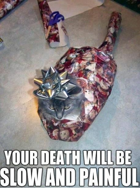 Mačku zamotali ko poklon, kad se oslobodi bit će mrtvih