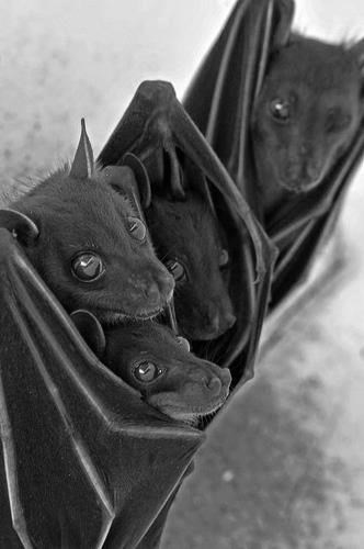 Mali sramežljivi šišmiši uhvaćeni u grupnom grljenju