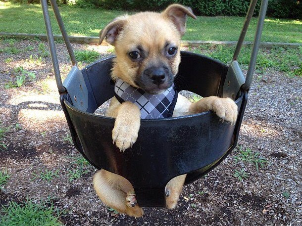 Mali psić ima čak i ljuljačku za igru