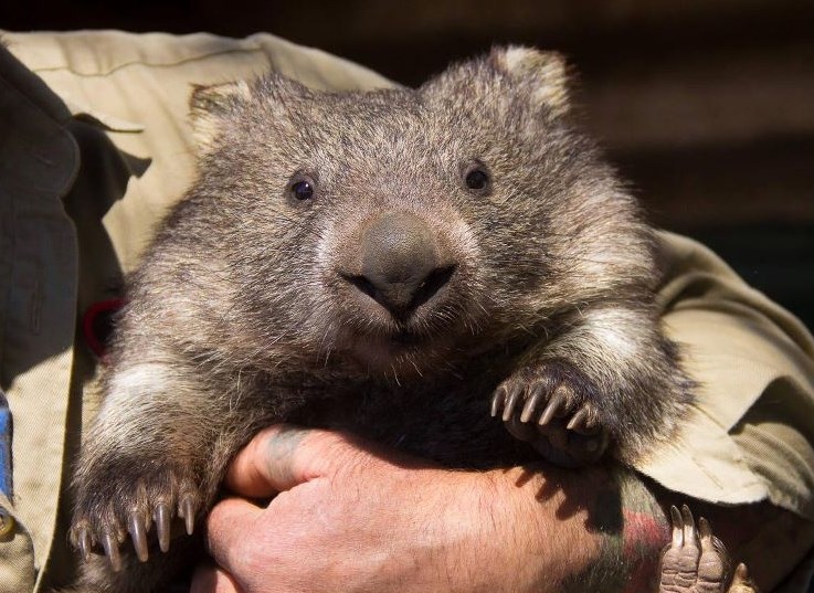 Slatki mali wombat