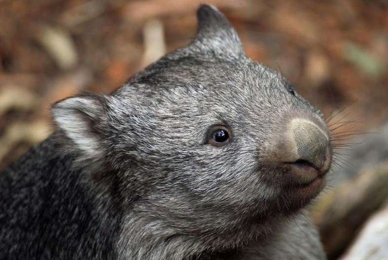 Fotogenični wombat