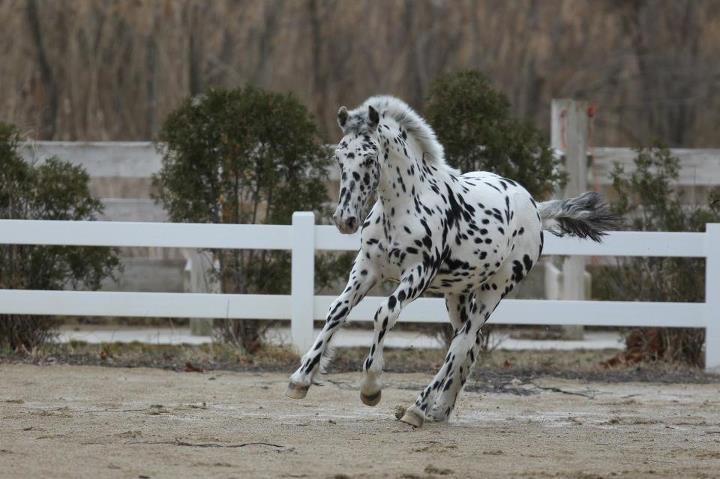 Konj - dalmatiner :)