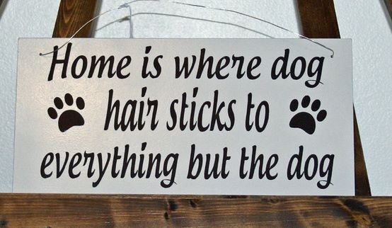 Dom - mjesto gdje je pseće dakle najmanje na psu