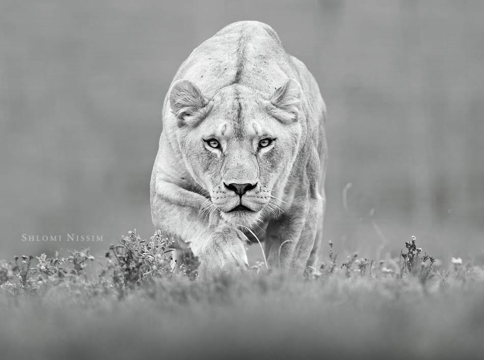 Lavica se oprezno šulja prema tebi