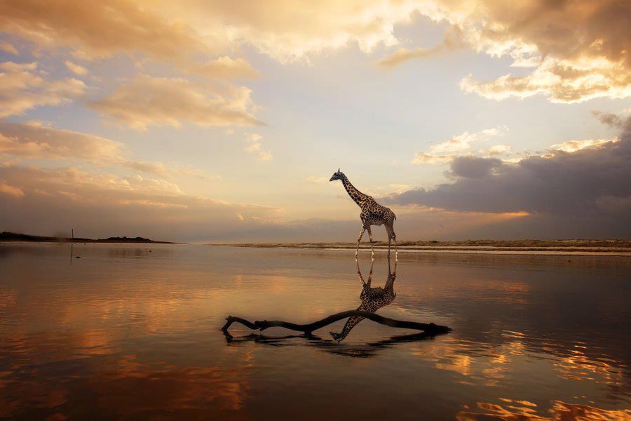 Žirafa uživa u prekrasnom sutonu