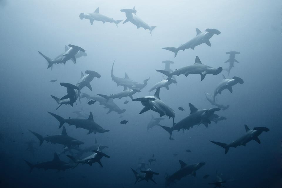 Imaju dojavu da je vrijeme ručka