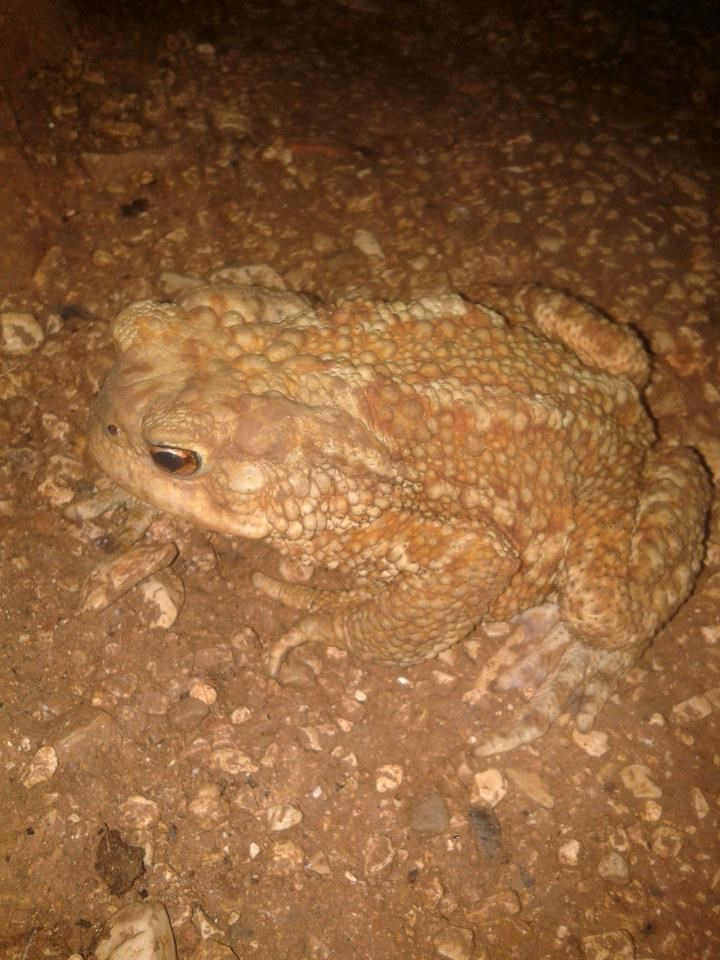 Žaba usavršila kamufliranje