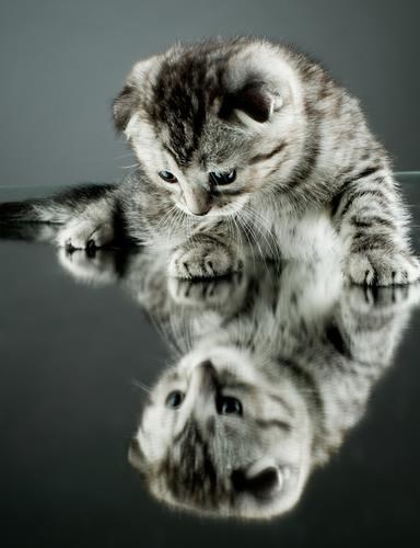 Preslatko malo mače susrelo samog sebe