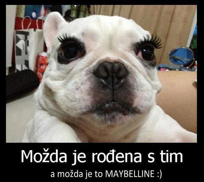 Glupačica psu nakeljila umjetne trepavice