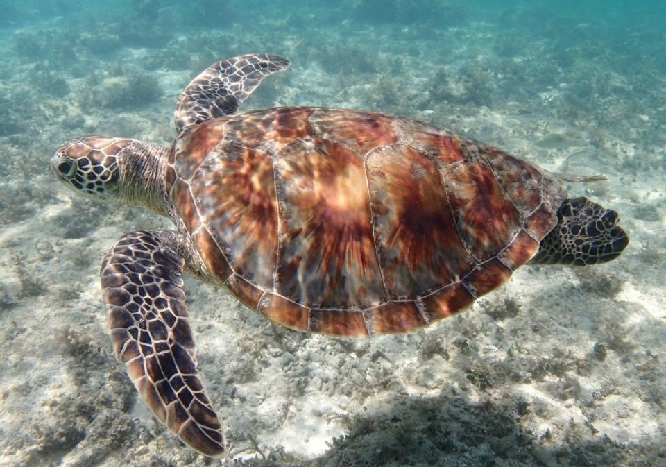 Kornjača uživa u plivanju