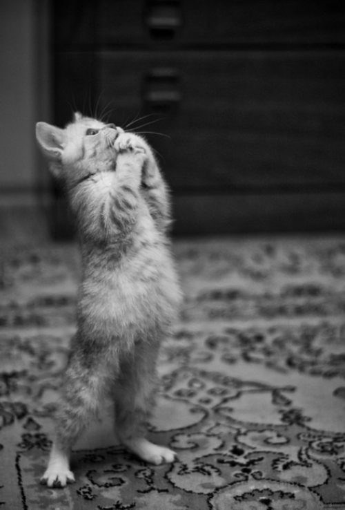 Gazda, molim te, daj više serviraj taj doručak! Molim teee!