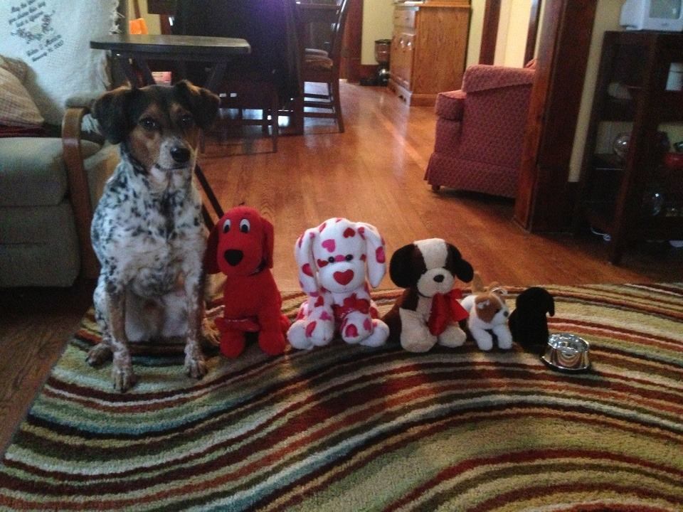 Sretna pseća obitelj