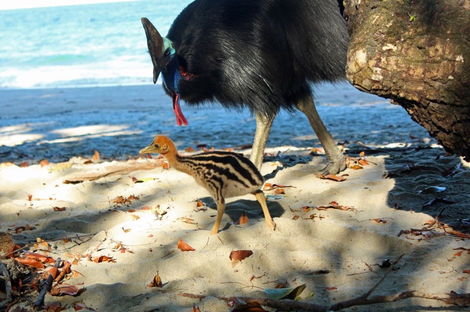 Mali emu uz mamu vježba prve korake