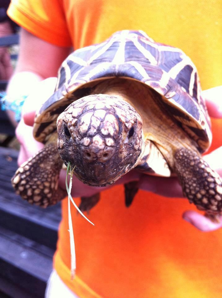 Ni travu sažvakat mi ne daju u miru...