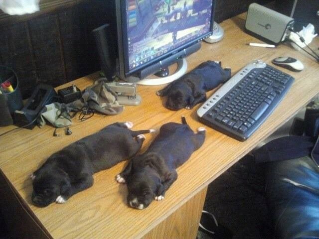 Psići u carstvu snova