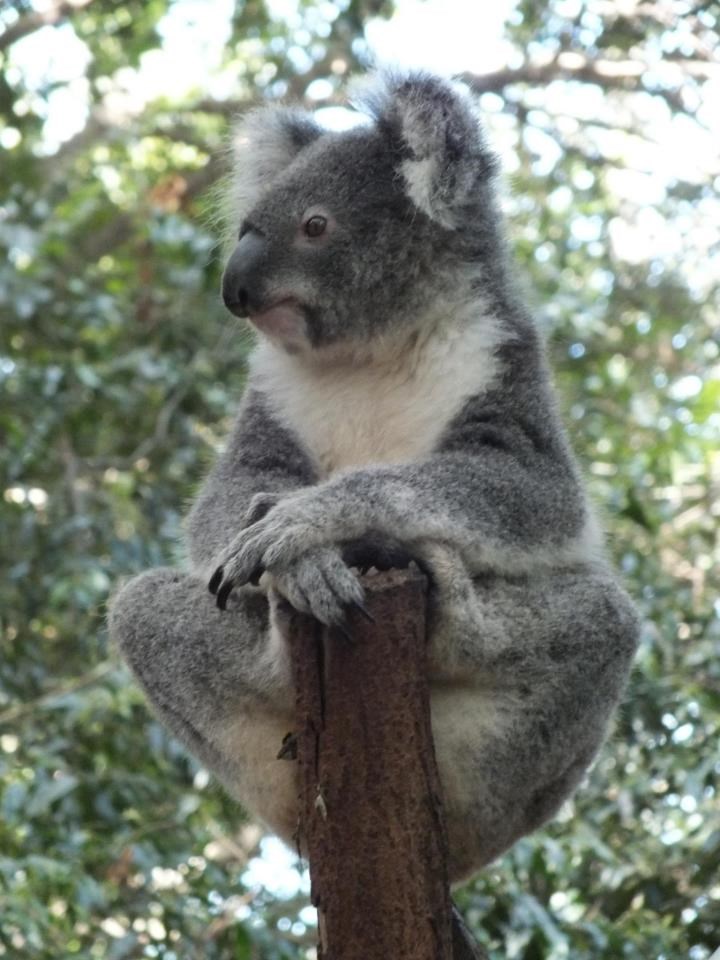 Da je koala Zagorka, ovo bi bio plot ispred dvorišta