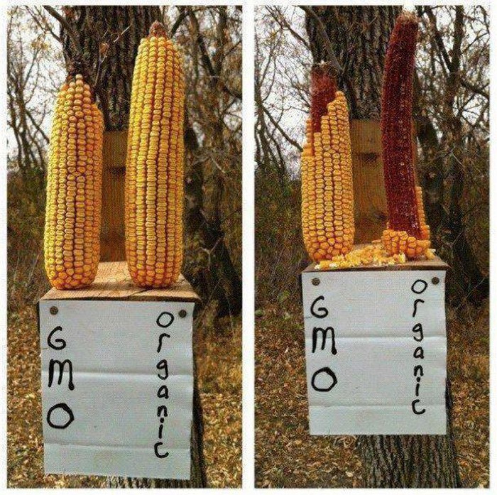 Nisu životinje lude da njupaju GMO