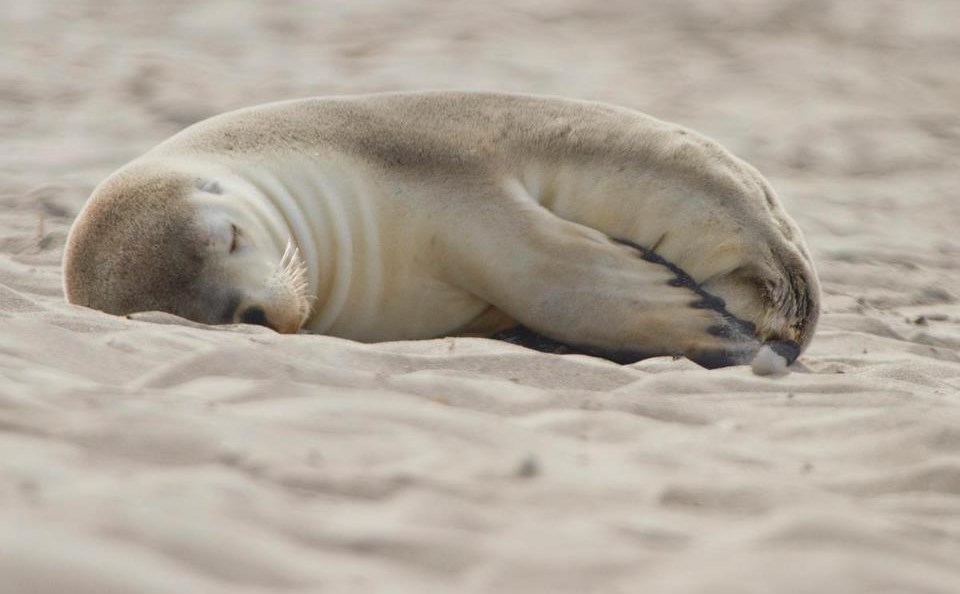 Tuljan se umorio od igre pa malo drijema u pijesku