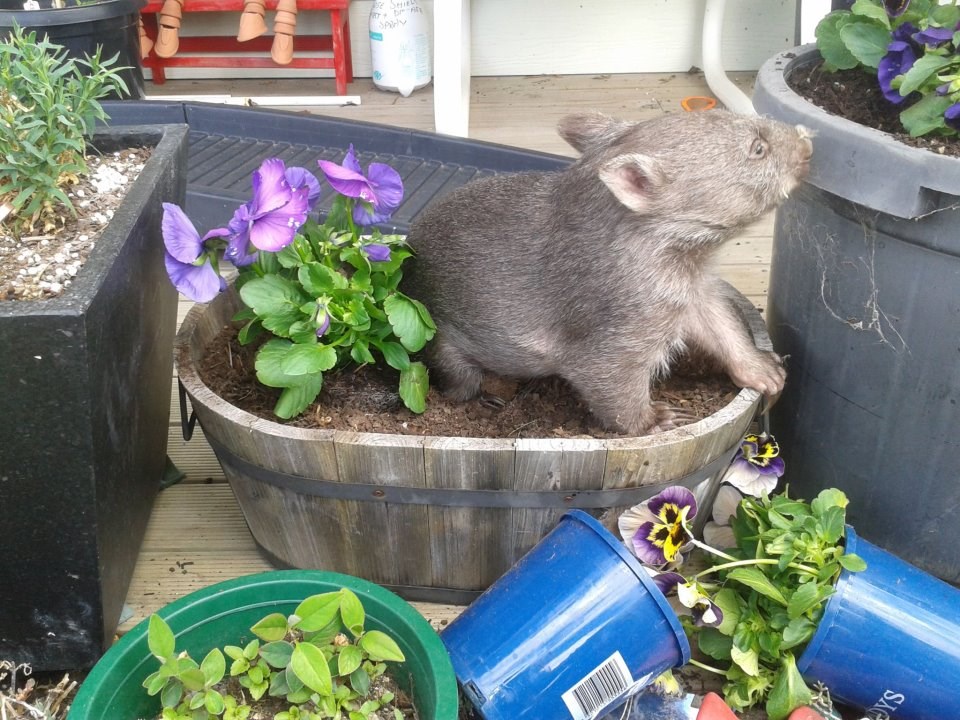 Wombat se okušao u vrtlarenju