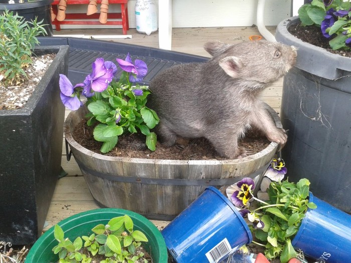 Wombat se okušao u vrtlarenju