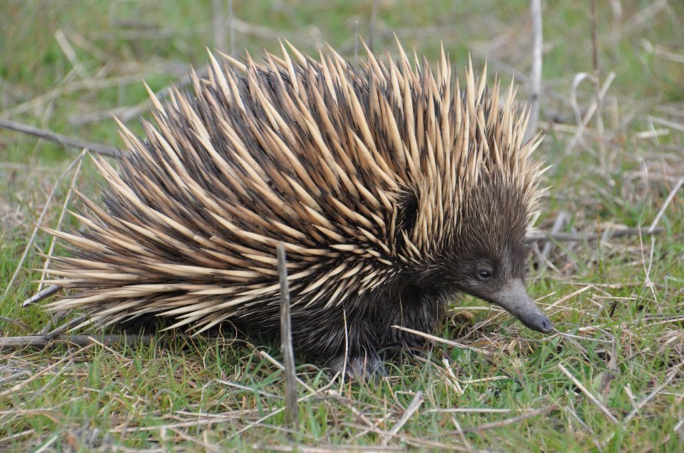Po šumi, širom, bez staze, puta, Ježurka Ježić povazdan luta