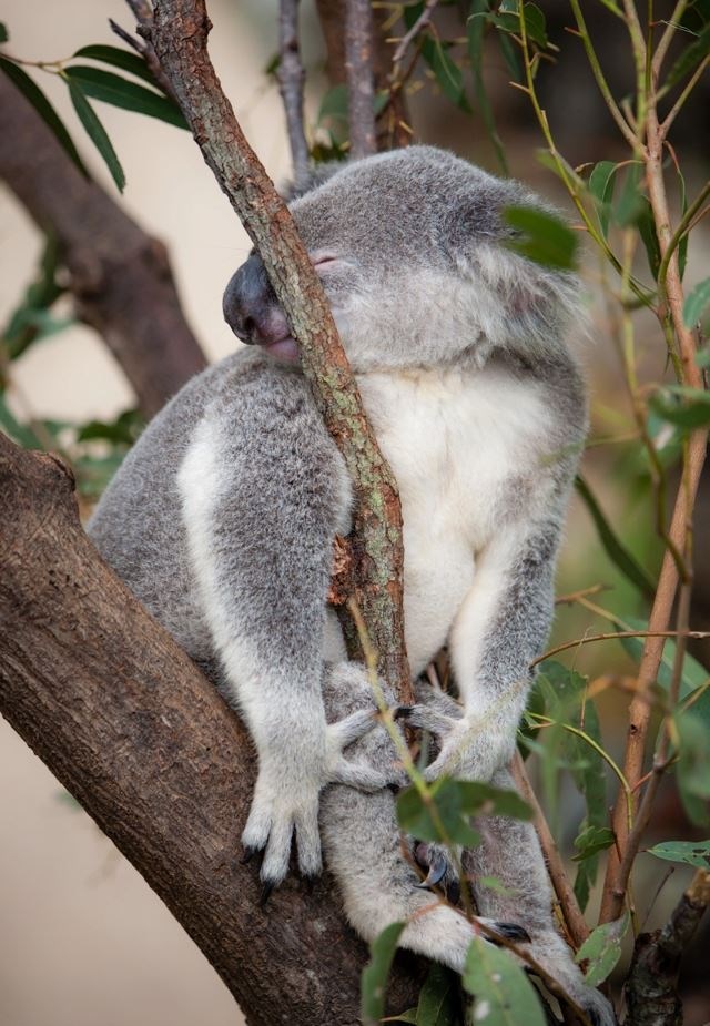 Kad ti se prispava u najčudnijim pozama