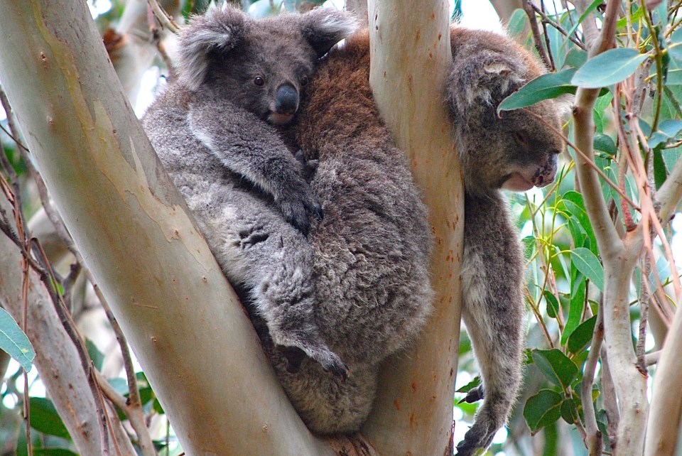 Tata, nema sad spavanja, diži se!