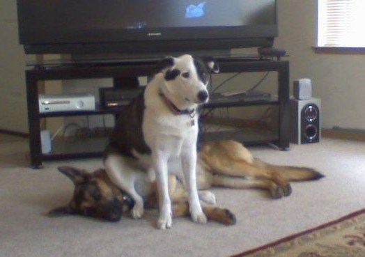 "Hm, kao da me nešto žulja ispod guze..."