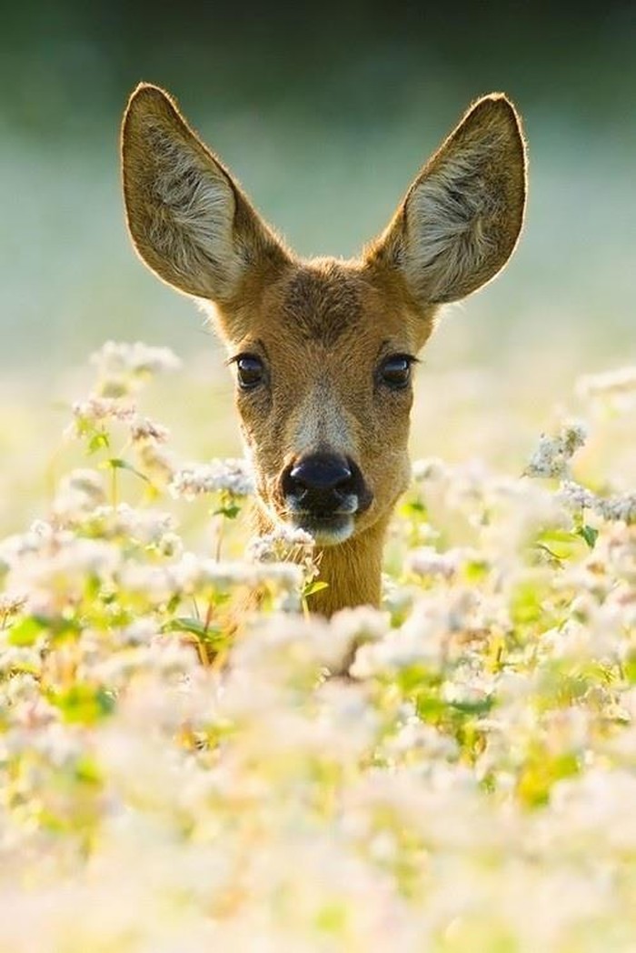 Bambi uživa na cvjetnoj livadi