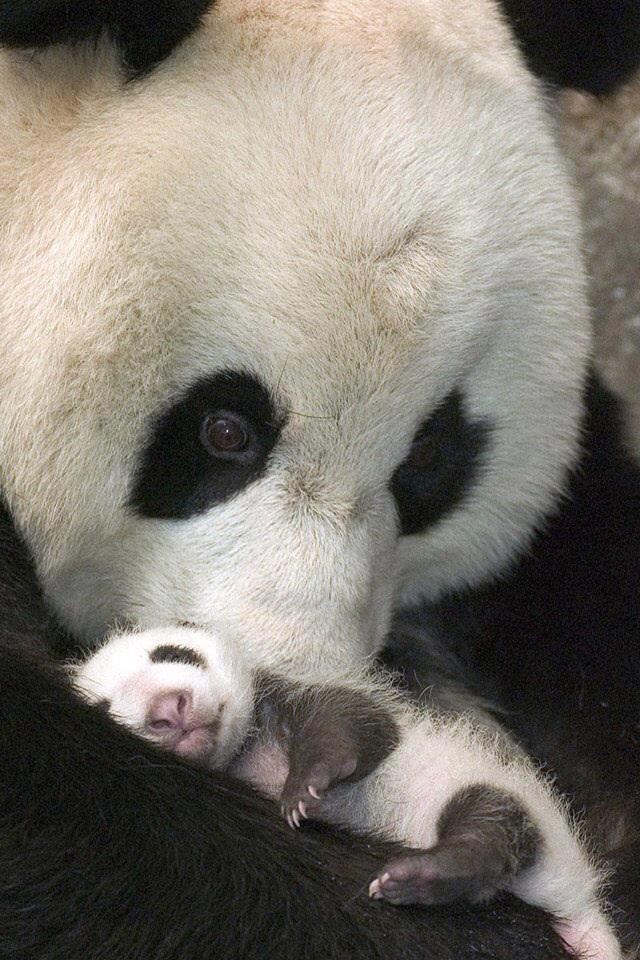 Maminu ljubav ništa ne može zamijeniti