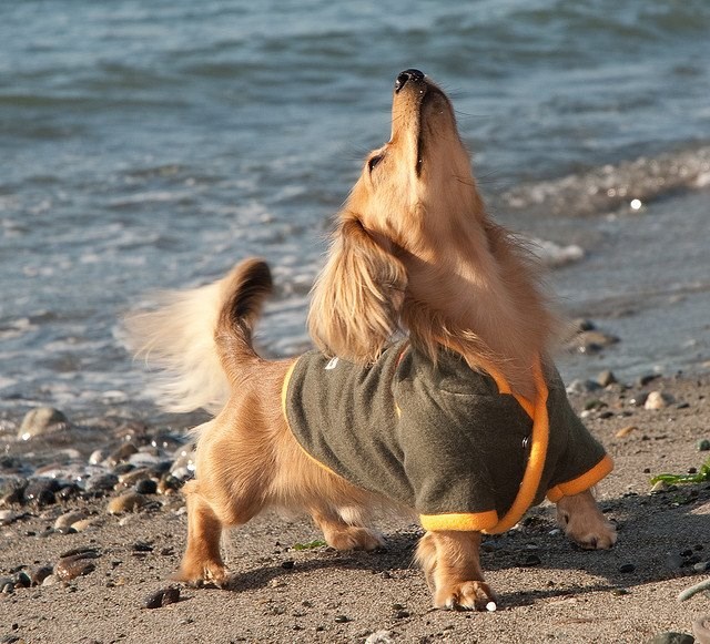 Jutarnje protezanje preslatkog psića
